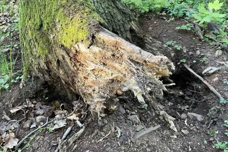 Gefahrenbaumfällung – Entfernung von Gefahrenbäumen mit modernster Technik und Seilkletterverfahren