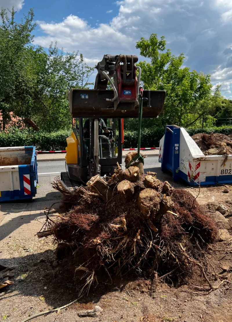 Bagger hebt großen Wurzelstock aus dem Boden zur Entsorgung