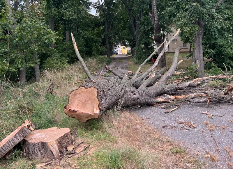 Gefällter Baum liegt quer über dem Weg nach klassischer Baumfällung