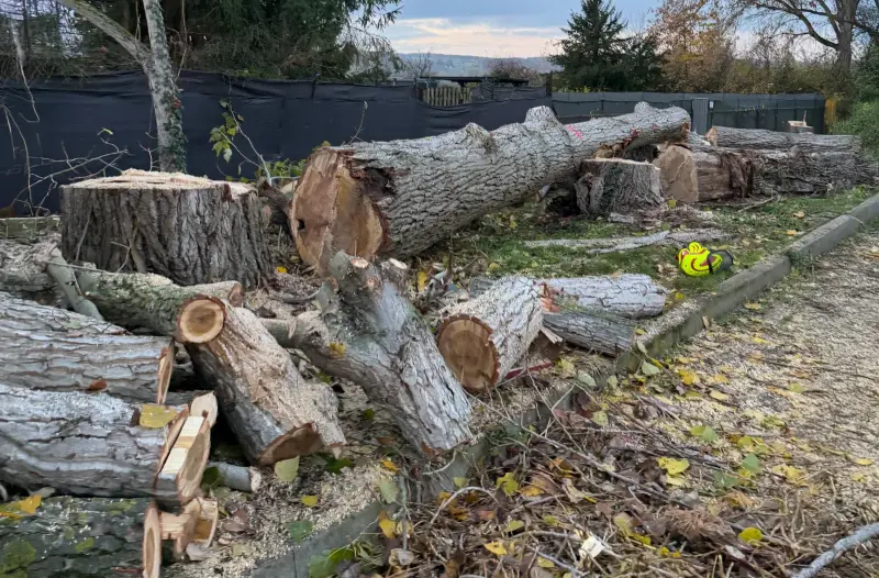 Baumfällung – Sichere Fällung von Bäumen jeder Größe – auch unter beengten Platzverhältnissen