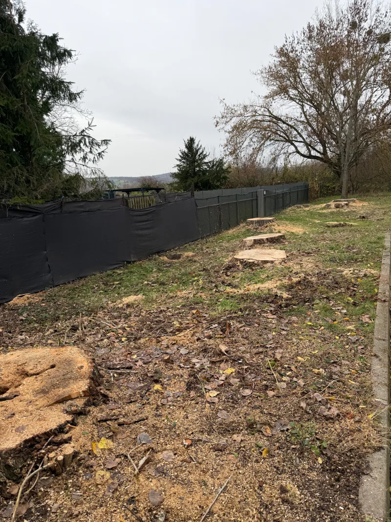 Grundstück nach der Baumfällung – Bäume gefällt, Fläche geräumt