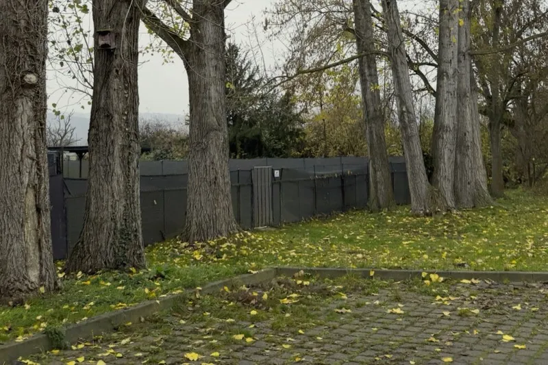 Baumbestand vor der Fällung – mehrere große Bäume am Grundstückszaun