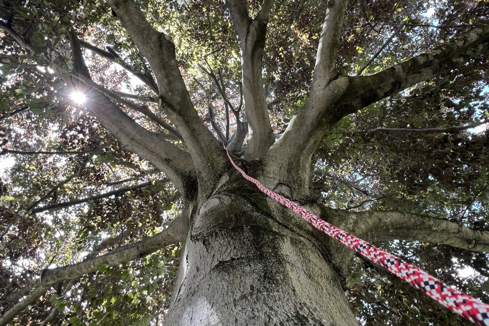 Blick von unten in eine gepflegte Baumkrone – professionelle Baumpflege