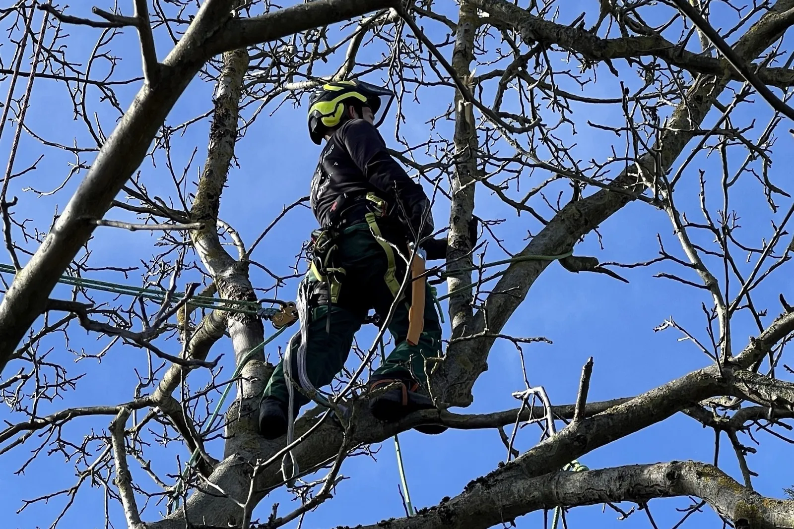 Seilkletterer bei der Baumpflege in der Baumkrone im Winter – Baum- und Grünanlagenpflege Ritter