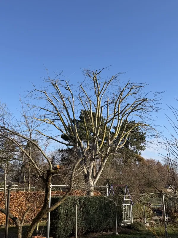 Baum nach fachgerechter Kroneneinkürzung mit sauberen Schnittstellen