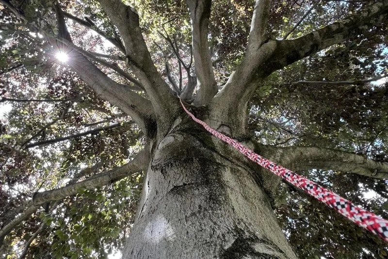 Kletterseil in der Baumkrone – Kronenpflege per Seilklettertechnik