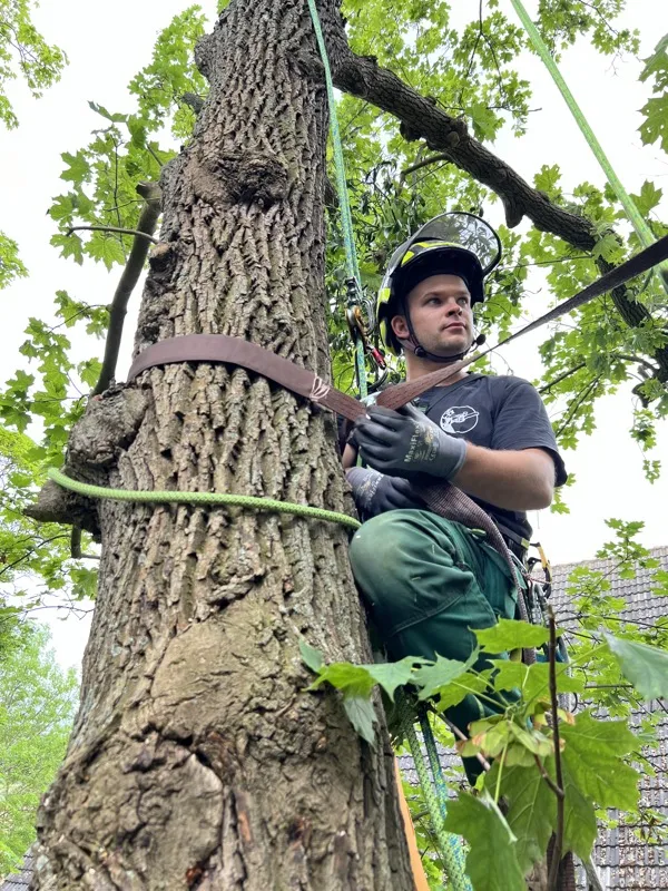 Baumkletterer beim Einbau einer Kronensicherung mit Gurtsystem