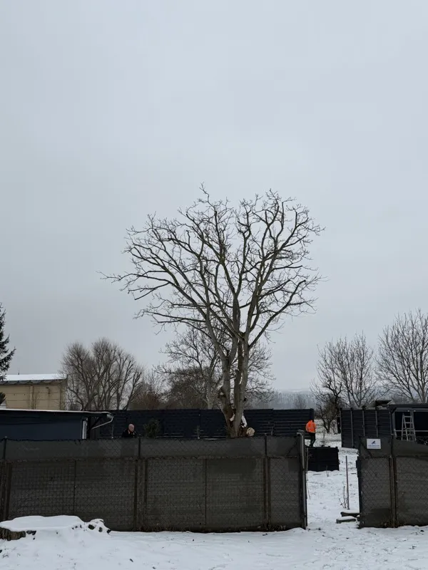 Baum nach der Kronenpflege – fachgerecht ausgelichtete Krone