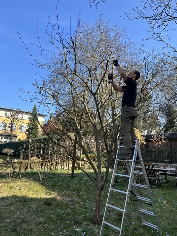 Obstbaumschnitt – Mitarbeiter schneidet Obstbaum mit Leiter