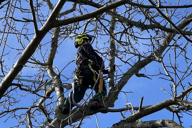 Baumpflege – Fachgerechte Kronenpflege, Totholzentfernung und Baumschnitt für gesunde Bäume