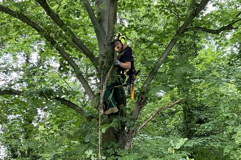 Baumkletterer bei der Totholzentfernung mit Seilklettertechnik im Laubbaum