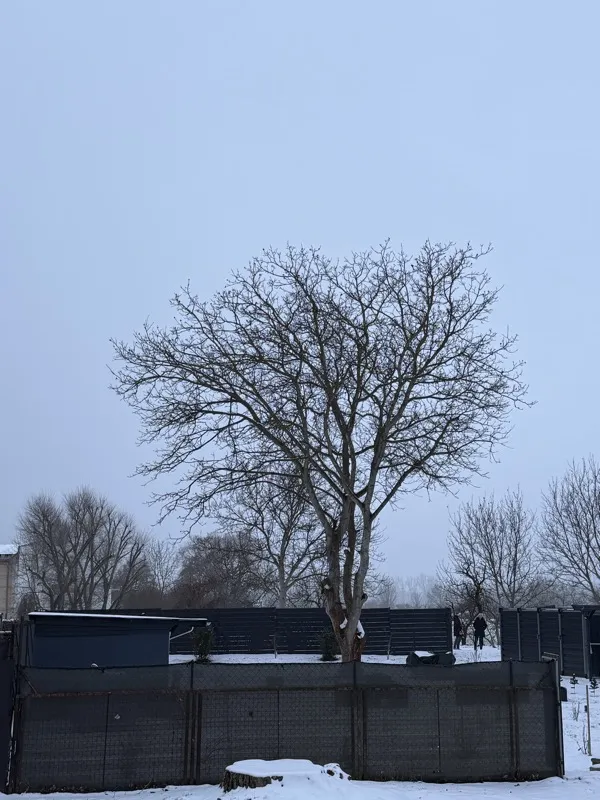 Baum vor der Kronenpflege – ungepflegte, dichte Krone