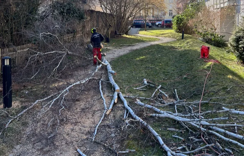 Abgestorbener Baum mit trockenen Ästen – Gefahr durch Astbruch