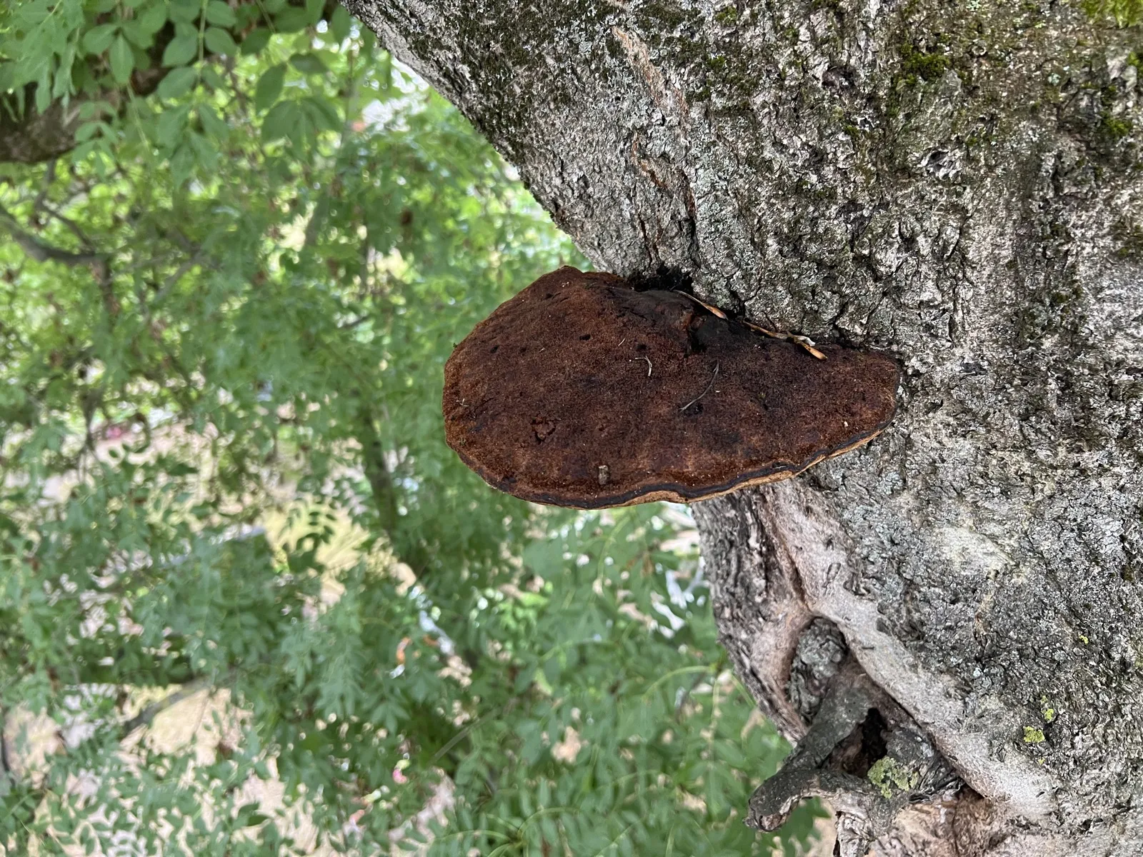 Pilzbefall an einem Baumstamm – Anlass für eine Gefahrenbaumfällung