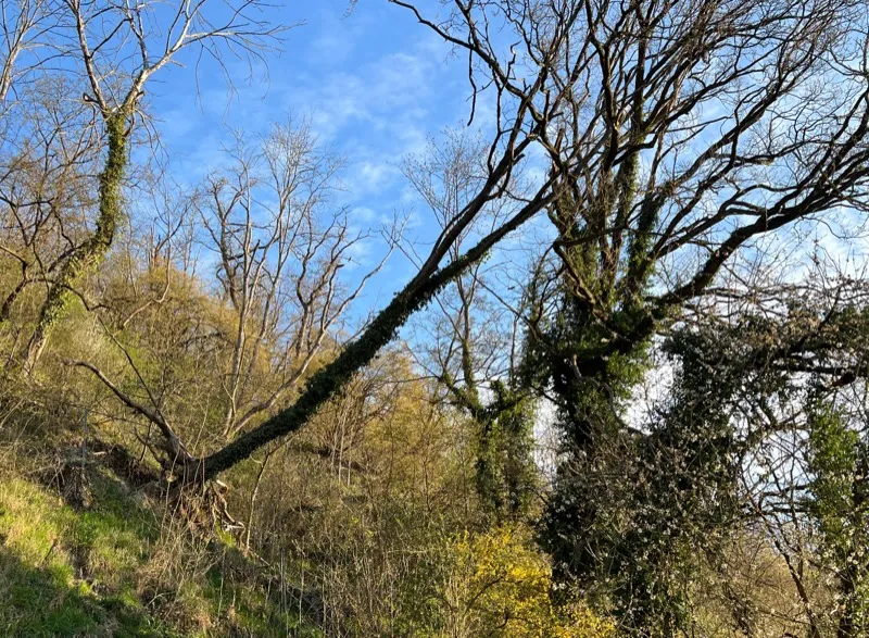 Sturmschaden an einem Baum – abgebrochene Äste und Kronenteile