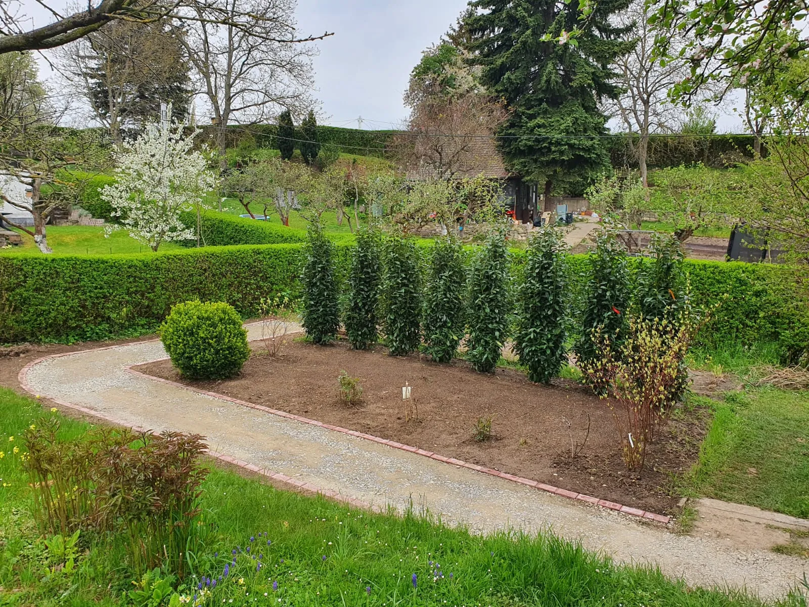 Frisch gepflanzte Hecke mit Gehölzen im Garten