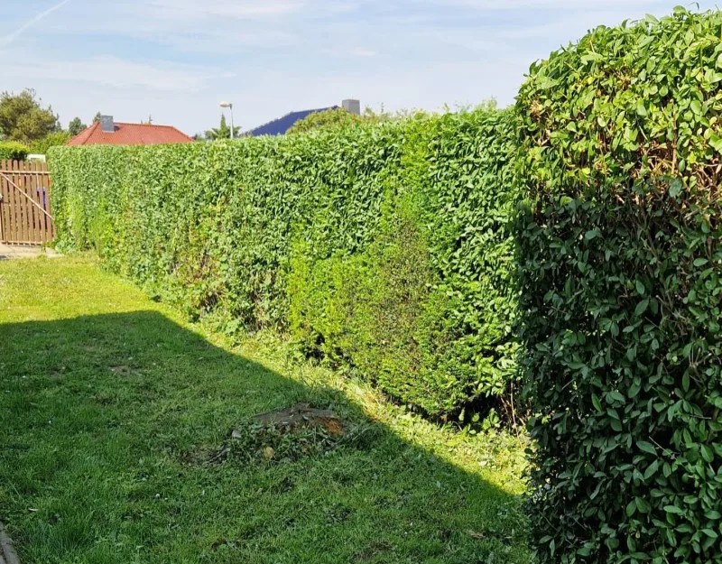Hecke nach dem Schnitt – gepflegt und in Form gebracht