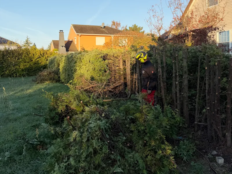 Mitarbeiter bei der Rodung einer alten Hecke mit Motorsäge