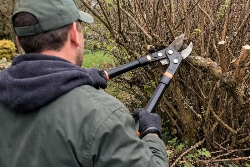 Verjüngungsschnitt einer verholzten Hecke mit Bypass-Astschere