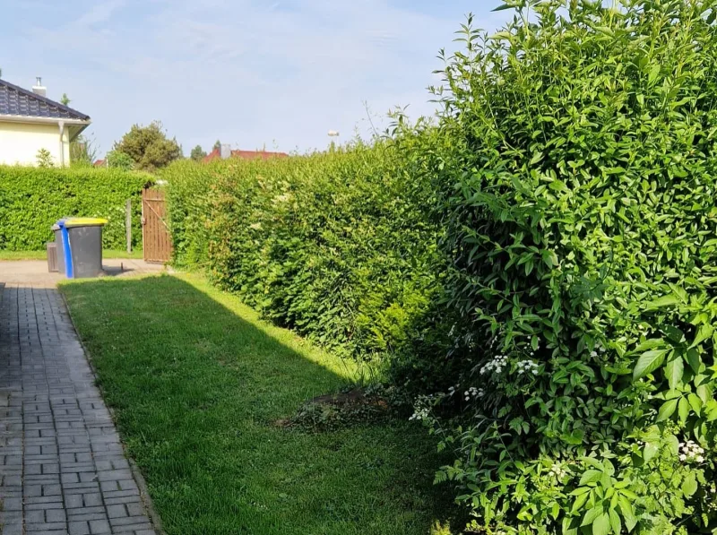 Hecke vor dem Schnitt – überwachsen und unförmig