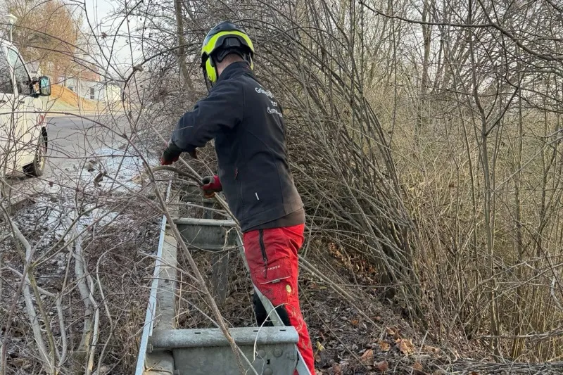 Mitarbeiter bei gezielter Teilrodung – Gehölzrückschnitt mit Motorsäge