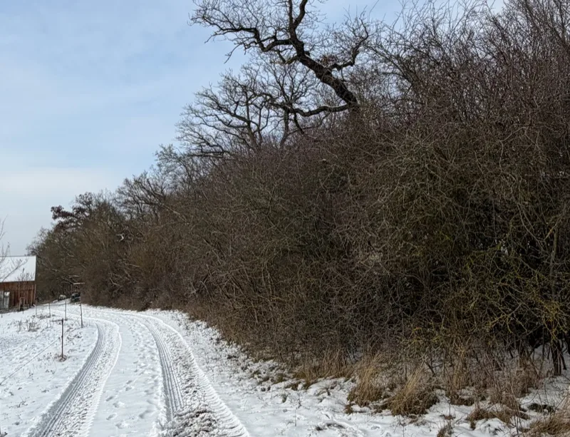 Grundstück vor der Rodung – dichtes Gestrüpp und Wildwuchs