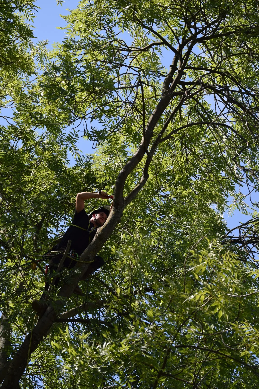 Baumschonende Klettertechnik ohne schwere Fahrzeuge in der Baumkrone