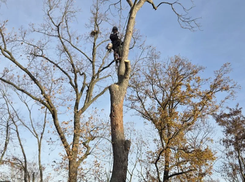 Baumkletterer mit Seilklettertechnik in großer Höhe am Baumstamm