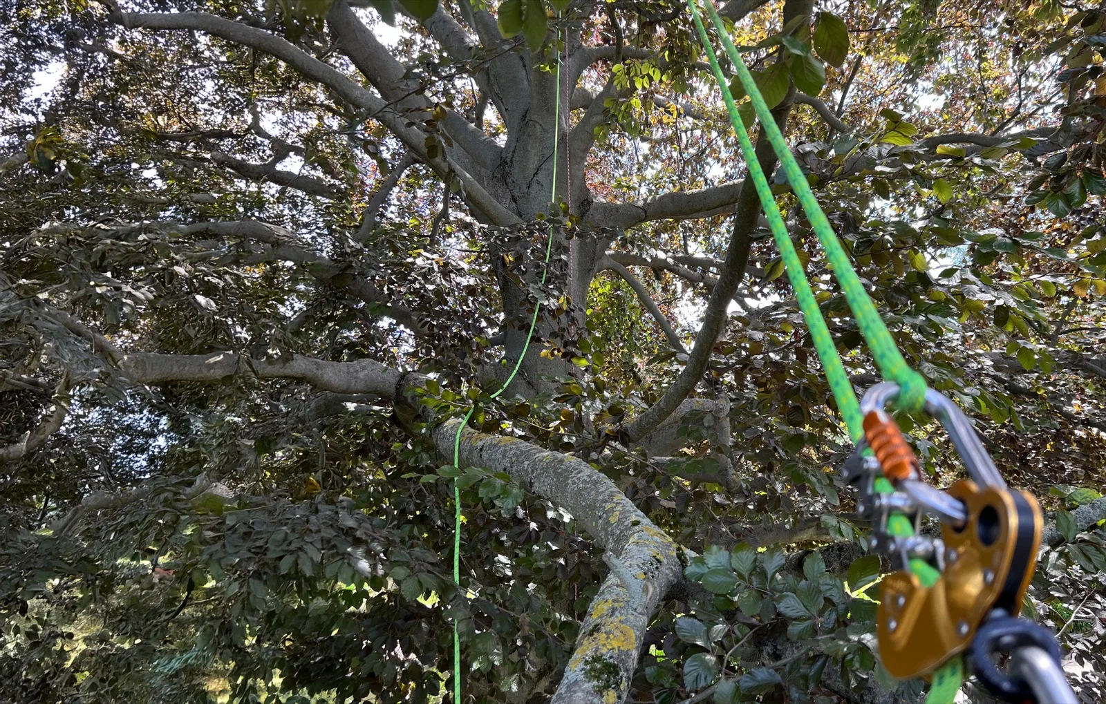 Kletterseil und Sicherungsgerät in der Baumkrone bei Seilklettertechnik