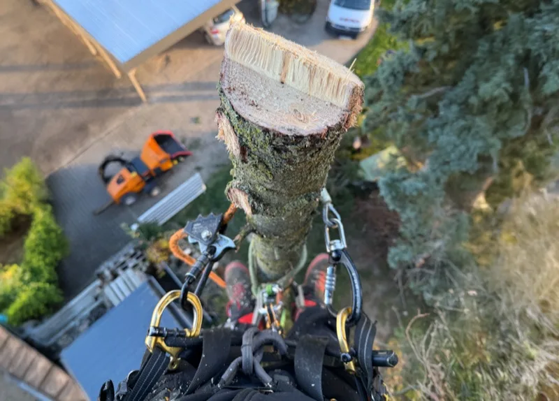 Blick aus der Baumkrone auf Stammabschnitt und Sicherungsausrüstung bei SKT-Einsatz