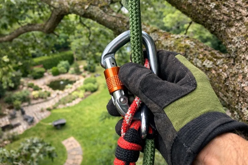 Baumkletterer bei präzisem Astschnitt in der Baumkrone mit Seilklettertechnik