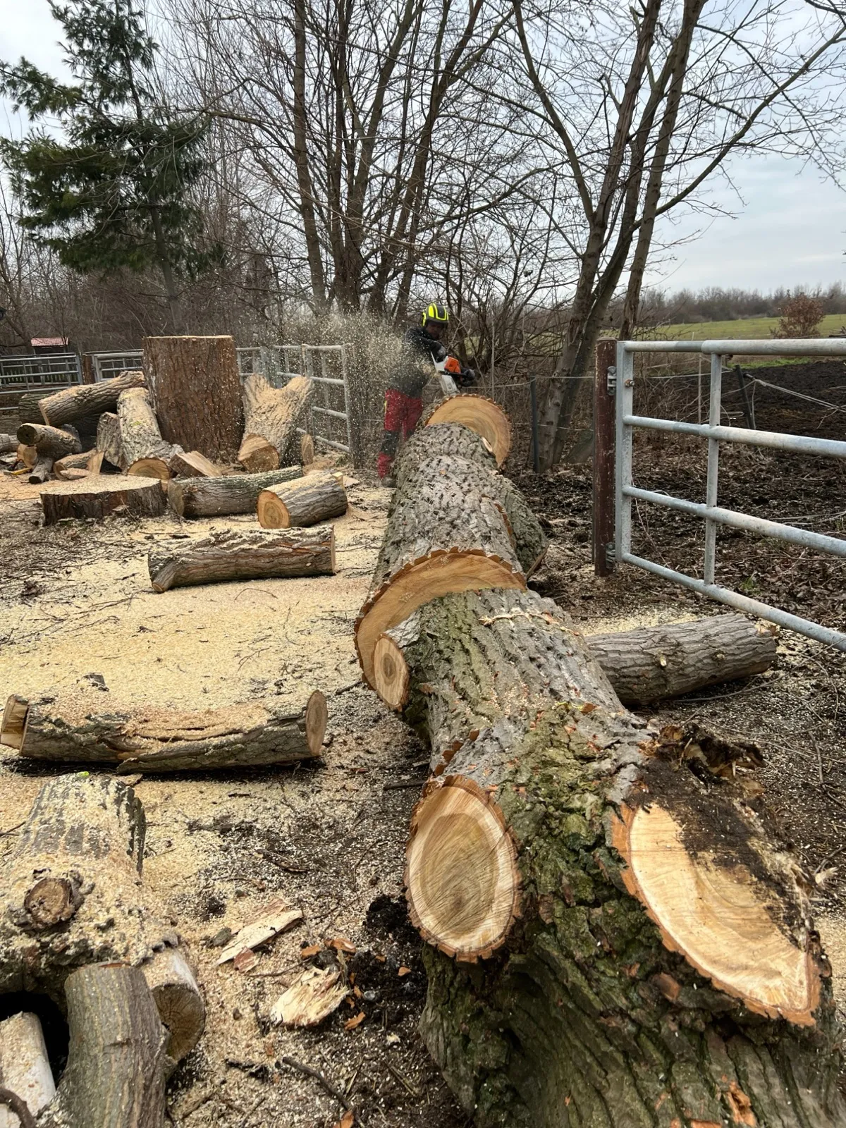 Zerteiltes Stammholz und Brennholz zur Verwertung