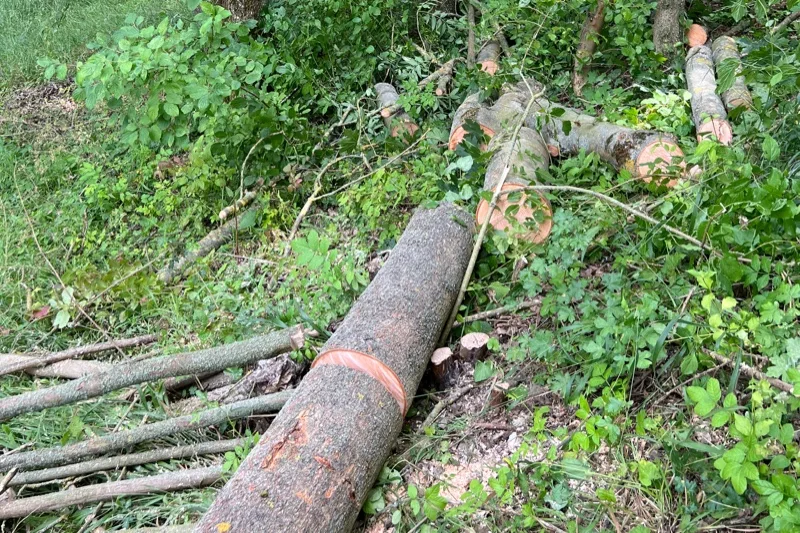 Zerlegter Baumstamm bei Aufräumarbeiten nach Sturmschaden