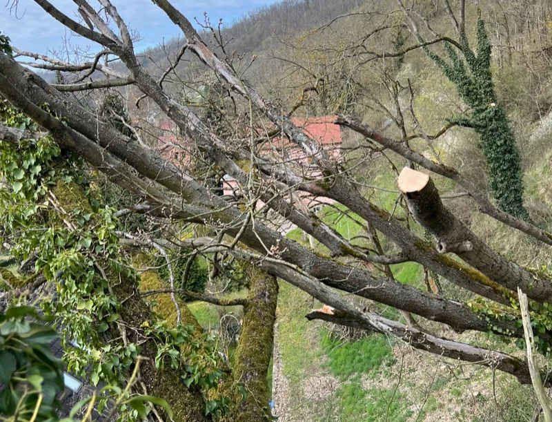 Abgebrochene Äste hängen nach Sturm zwischen Bäumen