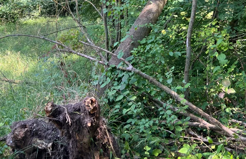 Umgestürzter Baum mit freiliegendem Wurzelteller nach Sturm